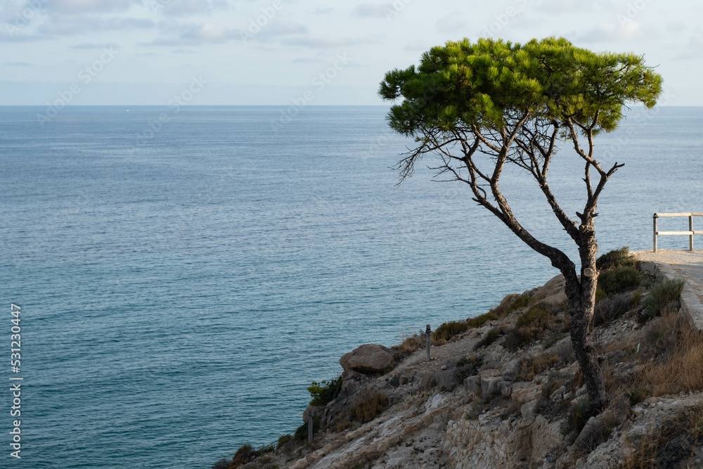 SUNSET IN FRONT OF THE BEACH WITH SMALL TREE SUNSET IN FRONT OF THE BEACH WITH SMALL TREE