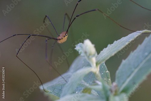 Harvestman (Leiobunum rotundum) on a leaf