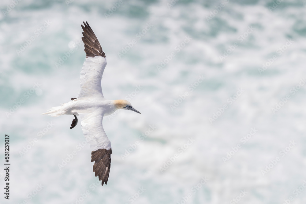 Northern gannet at Orkney islands Northern gannet at Orkney islands