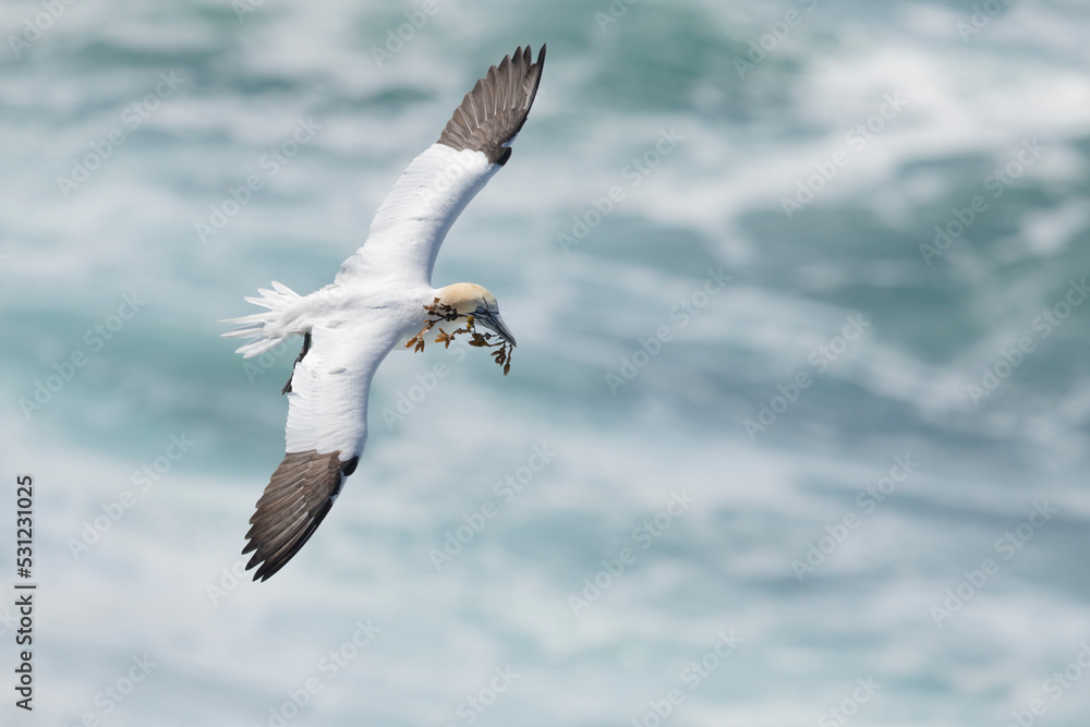 Fototapeta premium Northern gannet at Orkney islands