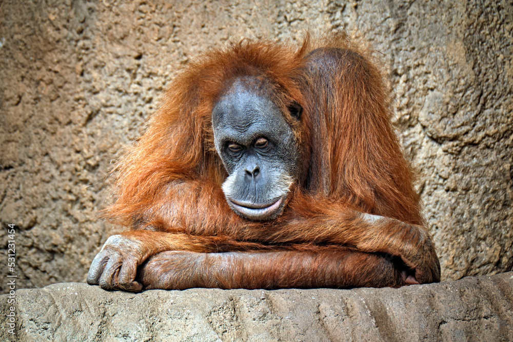 Fototapeta premium Sumatra-Orang-Utan ( Pongo abelii ).