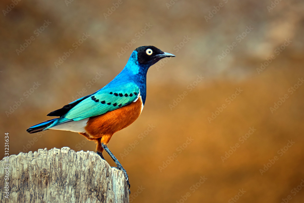 Dreifarben-Glanzstar ( Lamprotornis superbus ). Dreifarben-Glanzstar ( Lamprotornis superbus ).