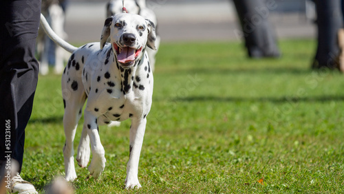 dalmation dog on a walk photo