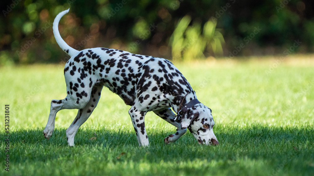 dalmatian in the grass