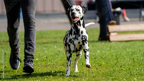 dalmation dog on a walk on a leash