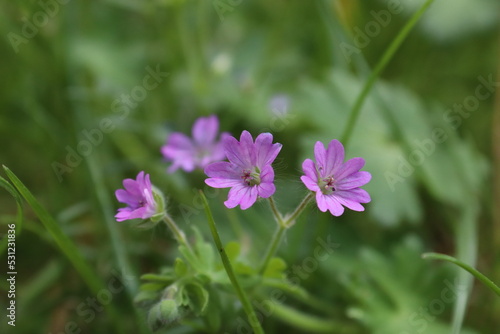 Beautiful flower with green background