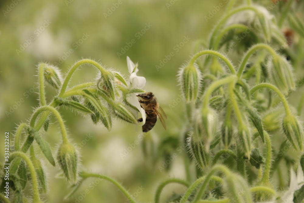Bee on a flower with green background Bee on a flower with green background