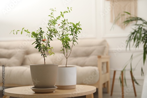 Young potted pomegranate trees on wooden table indoors, space for text © New Africa