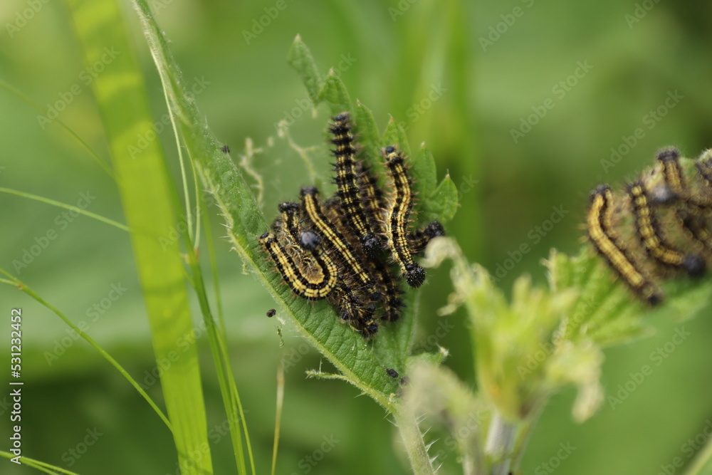 Many caterpillars sitting on a stinging nettle leaf with green background