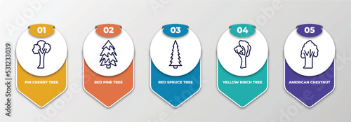 infographic template with thin line icons. infographic for nature concept. included pin cherry tree, red pine tree, red spruce tree, yellow birch american chestnut editable vector.