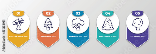 infographic template with thin line icons. infographic for nature concept. included eastern white pine tree, balsam fir tree, honey-locust tree, white spruce sycamore editable vector.