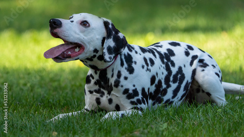 dalmatian on the grass