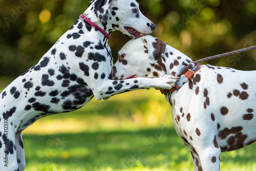 dalmatian dogs hugging