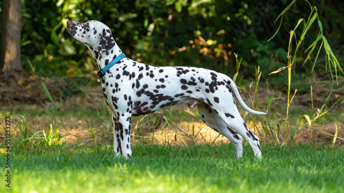 dalmatian on the grass 