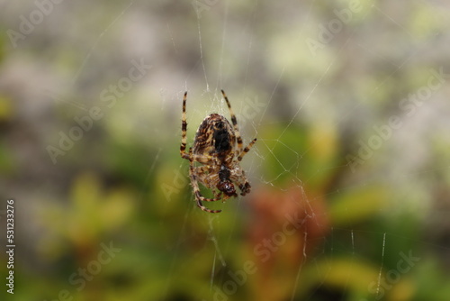 Spider in the middle of a web 
