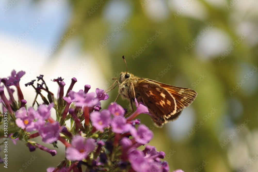 Sitting butterfly on a plant with green and brown background Sitting butterfly on a plant with green and brown background