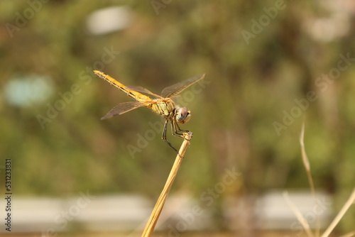 Sitting brown and yellow dragonfly on a stick © Luca