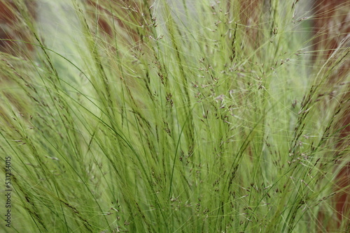Stipa tenuissima Pony Tails - Shining silvery panicles with long awns, soft fine, hair-like leaves.
