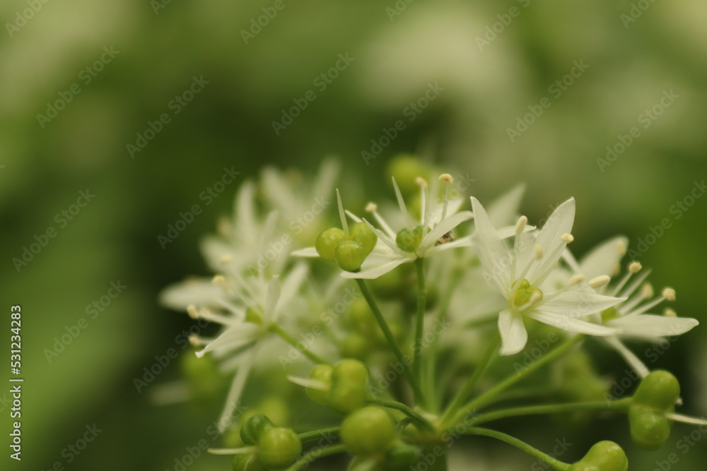 White flowers with green background