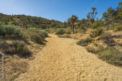 hiking the west side loop trail in black rock canyon, joshua tree national park, usa © Christian B.