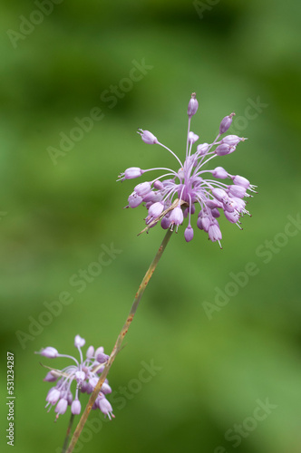 Flowers of Uludag onion (Allium olympicum) photo