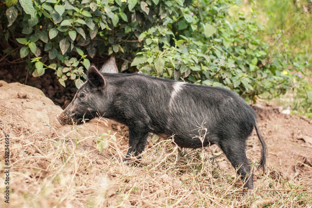 Small black piglet standing on dirt ground next to tree Small black piglet standing on dirt ground next to tree