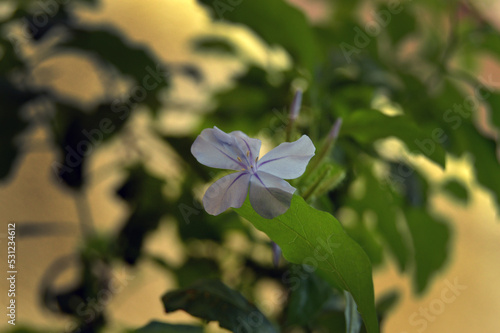 Plantas de jardín en mes de verano