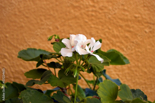 Flor blanca de geranio en jardín