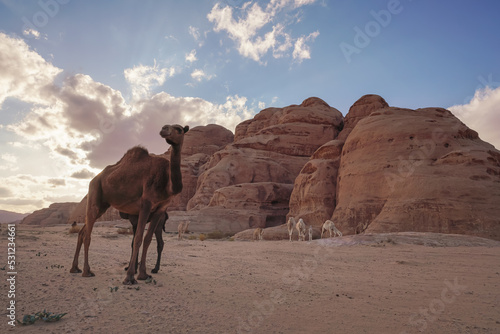 Group of camels on orange sandy Wadi Rum desert  mountains background