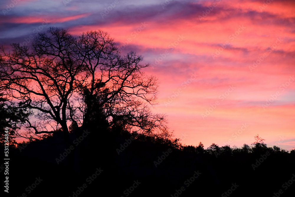 Silhouette sky sunset with branch of dry tree