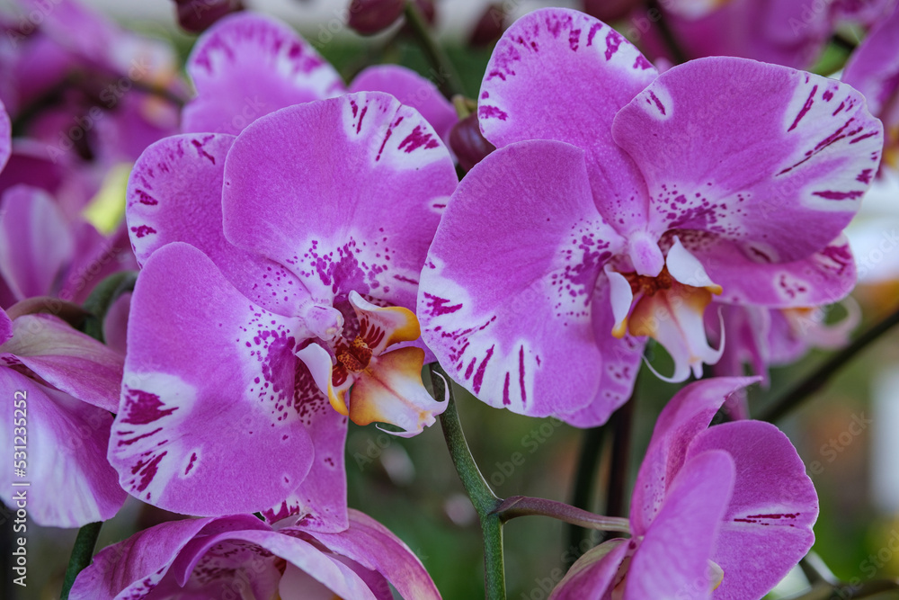 Fototapeta premium Phalaenopsis - Orchidee - orchids