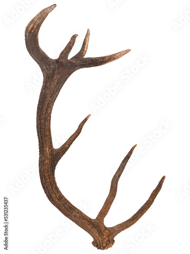 Antler of Red deer (Cervus elaphus), PNG, isolated on transparent background
