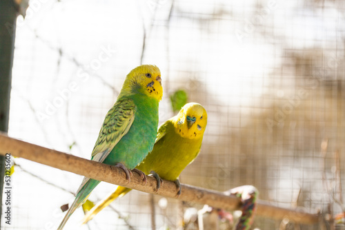 Happy pair of brightly coloured pet budgies together on perch