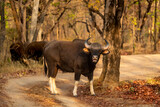 Gaur or Indian Bison or bos gaurus closeup with face expression a showstopper on forest track or road in summer season morning safari at bandhavgarh national park forest madhya pradesh india asia