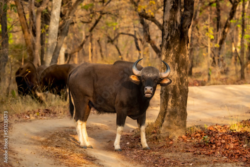 Gaur or Indian Bison or bos gaurus closeup with face expression a showstopper on forest track or road in summer season morning safari at bandhavgarh national park forest madhya pradesh india asia photo