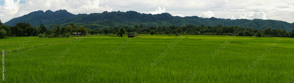 Green rice field with mountain background under cloudy sky after rain in rainy season, panoramic view rice field.