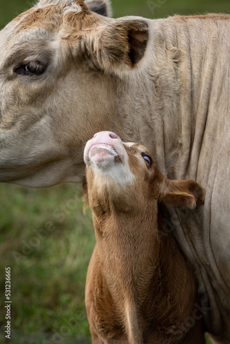 White mother cow with young brown calf, cuddle on green field in Germany © Julia