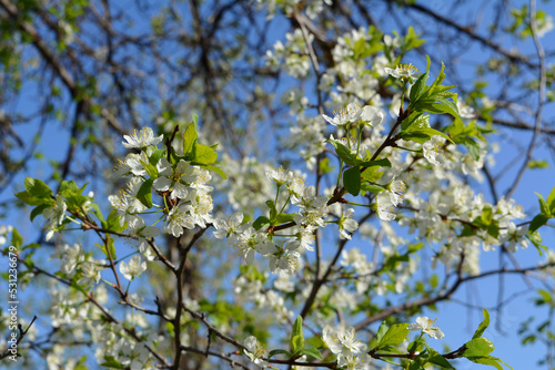 Fresh white flowers and green leaves of blooming plum tree in spring orchard.