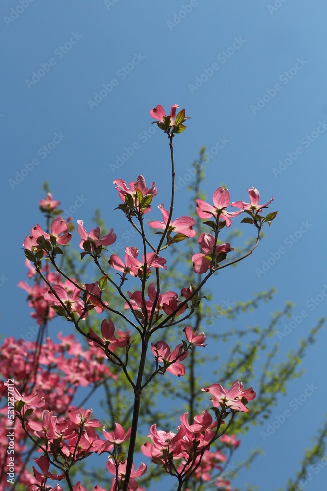 Award-winning Cornus kousa 'Miss Satomi' (Kousa Dogwood) Award-winning Cornus kousa 'Miss Satomi' (Kousa Dogwood)