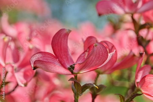 Award-winning Cornus kousa 'Miss Satomi' (Kousa Dogwood)