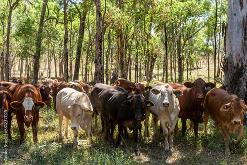 Curious mob of cattle looking at camera, among light timber. photo