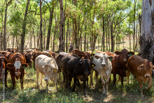 Curious mob of cattle looking at camera, among light timber.