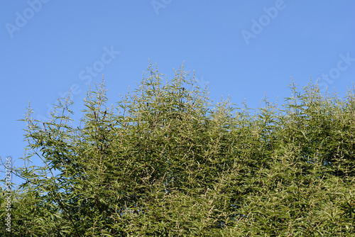 Bilde på lerret Lilac chaste tree