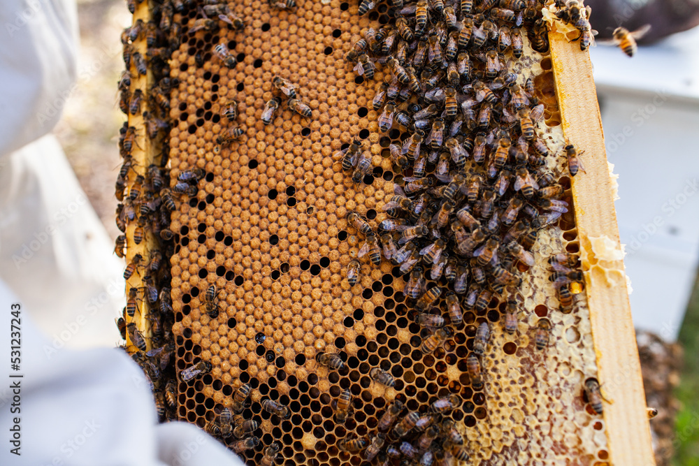 Bees on brood honeycomb frame with bee larvae Bees on brood honeycomb frame with bee larvae