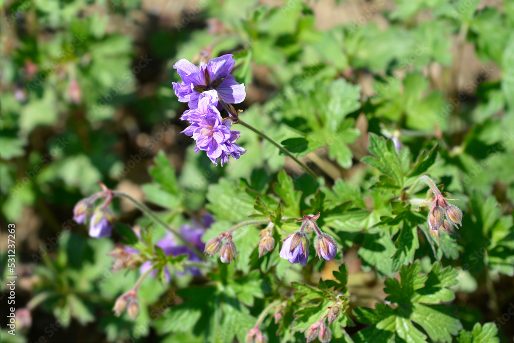 Himalayan Cranesbill Plenum Himalayan Cranesbill Plenum