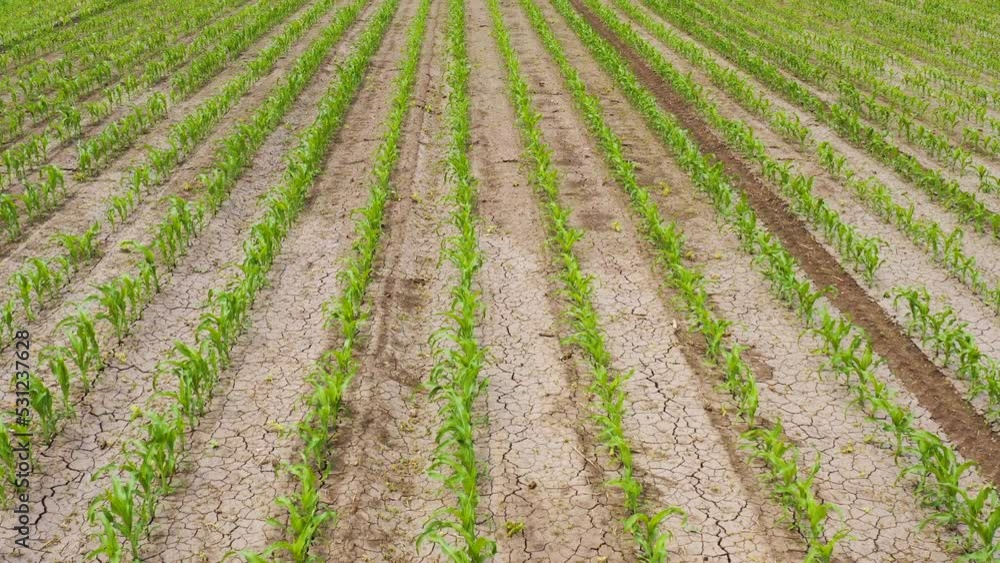 Aerial shot of green corn sprout field from drone pov high angle view Aerial shot of green corn sprout field from drone pov high angle view