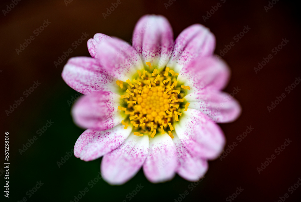 close up of a pink flower daisy