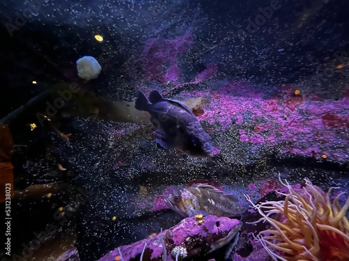 Wallpaper Mural Closeup shot of fish swimming in a purple aquarium with reefs