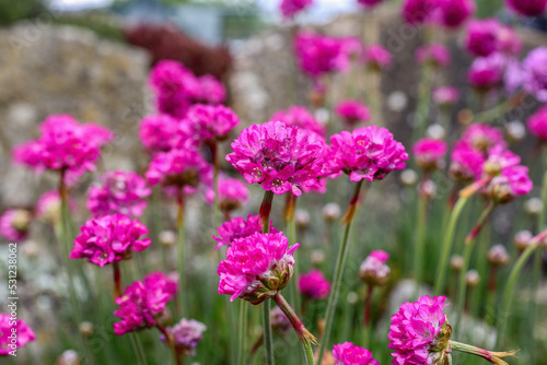 Armeria maritima, the thrift, sea thrift or sea pink, is a species of flowering plant in the family Plumbaginaceae.  photo