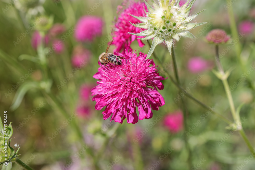 Knautia macedonica, the Macedonian scabious, is a species of flowering plant in the family Caprifoliaceae, native to Southeastern Europe. Knautia macedonica, the Macedonian scabious, is a species of flowering plant in the family Caprifoliaceae, native to Southeastern Europe.